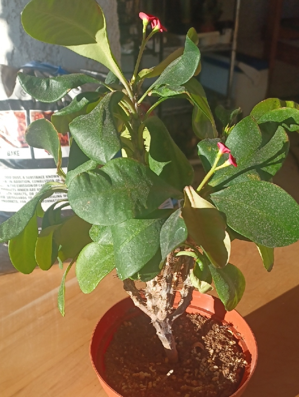 Crown Of Thorns 6 Inch Pot